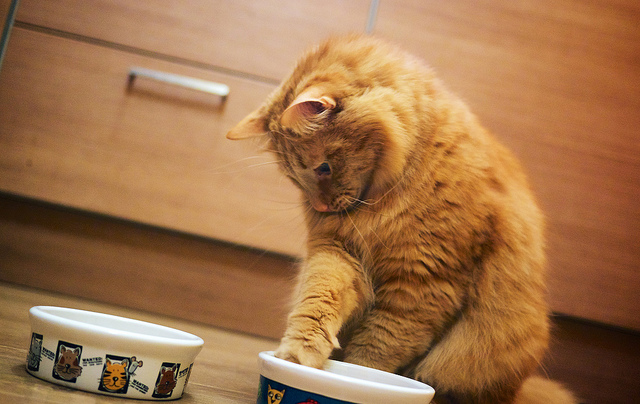 Food for Cats