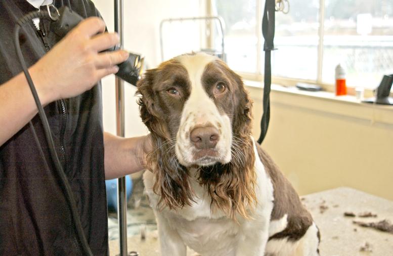 We Provide Dog Grooming in Llandudno