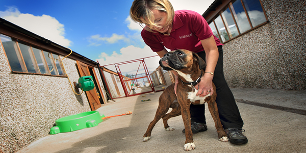 Looking After Your Cats and Dogs During The Summer Months