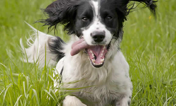 Why Use a Professional Dog Groomer