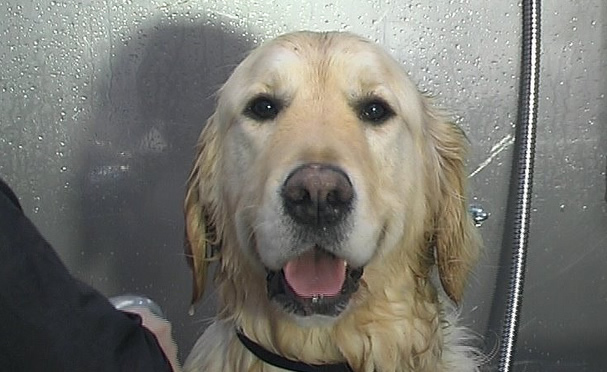 Dog Grooming Top Tips to Maintain a Healthy Dog