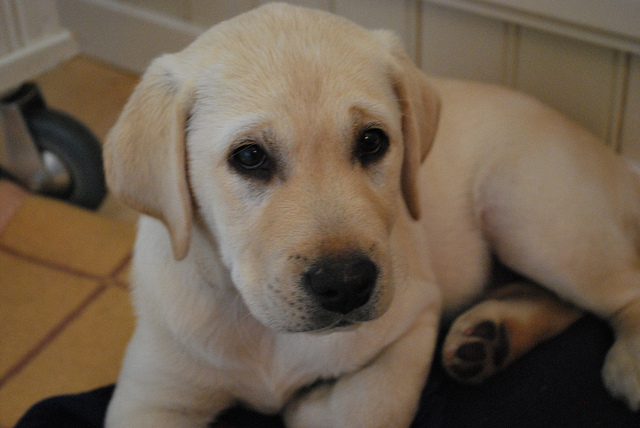 5 Things You Should Do With Your New Puppy!