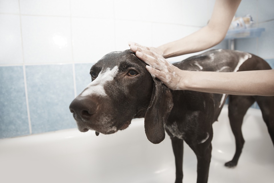 Dog Grooming In Llandudno: Tools & Techniques