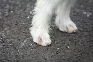 dog-feet-1543307_1280
