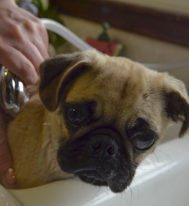 pug-694802_1920