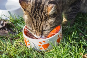 cattery near rhyl