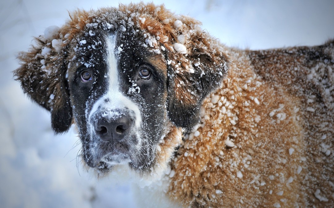 Getting Your Pet Ready for Kennels and Catteries