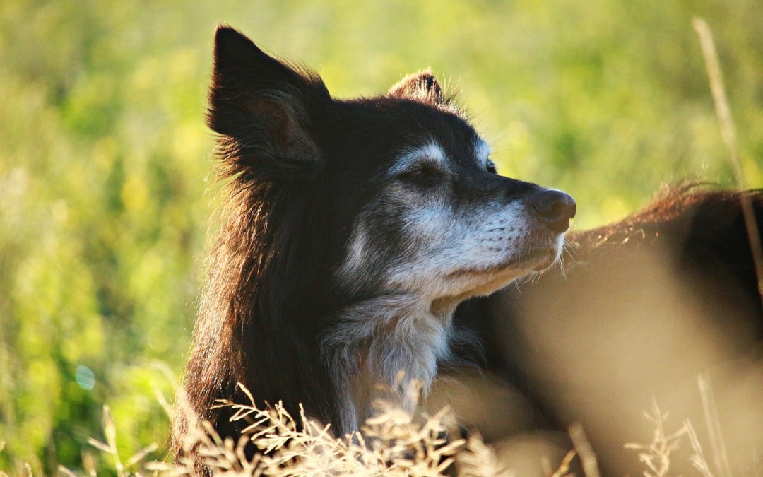 Care Advice for Elderly Dogs
