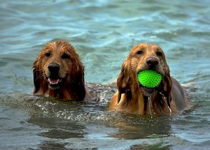 Dog Kennels Rhyl
