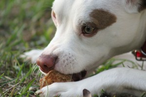Dog Nutrition