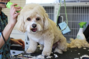 Dog Grooming
