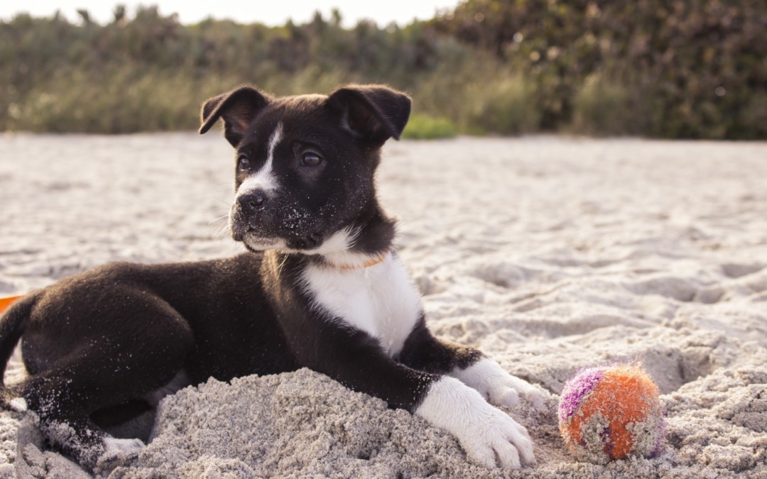 5 Tips for Keeping your Dog Healthy