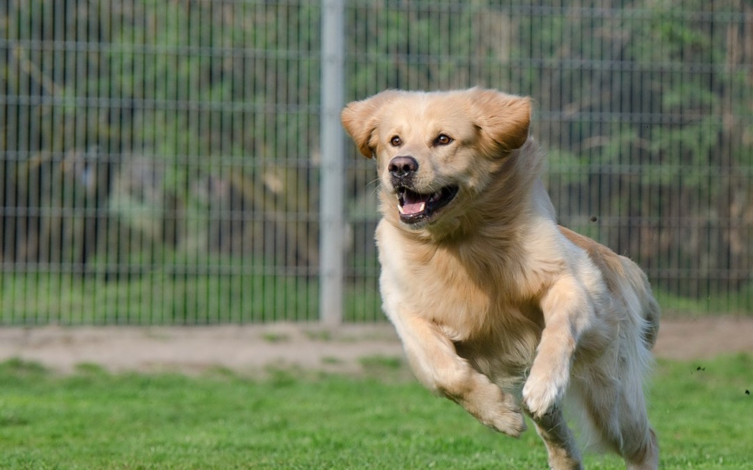Why Choose Our Boarding Kennels?