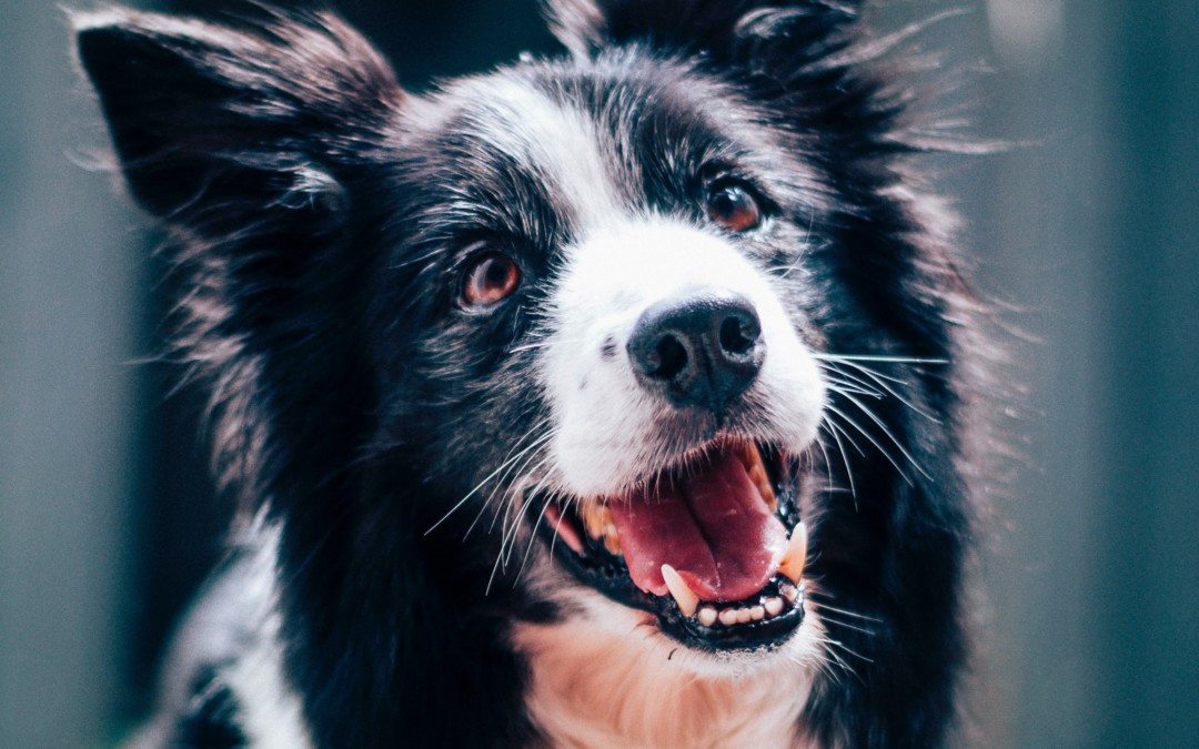 Preparing Your Cat & Dog For A Long Stay