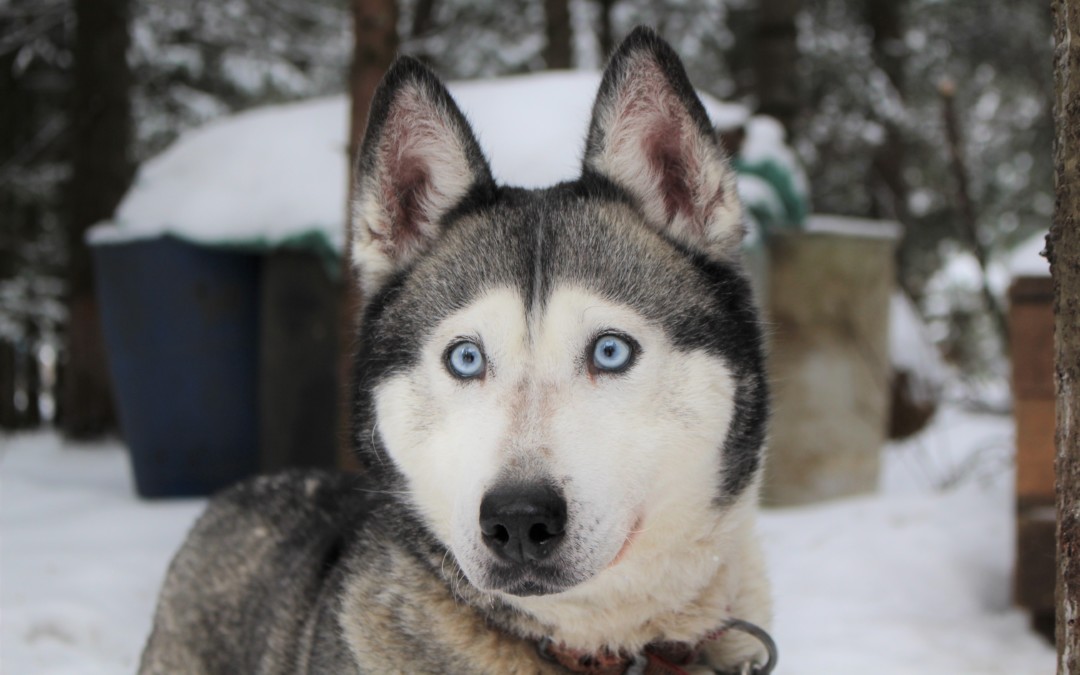 Preparing Your Dogs for Winter