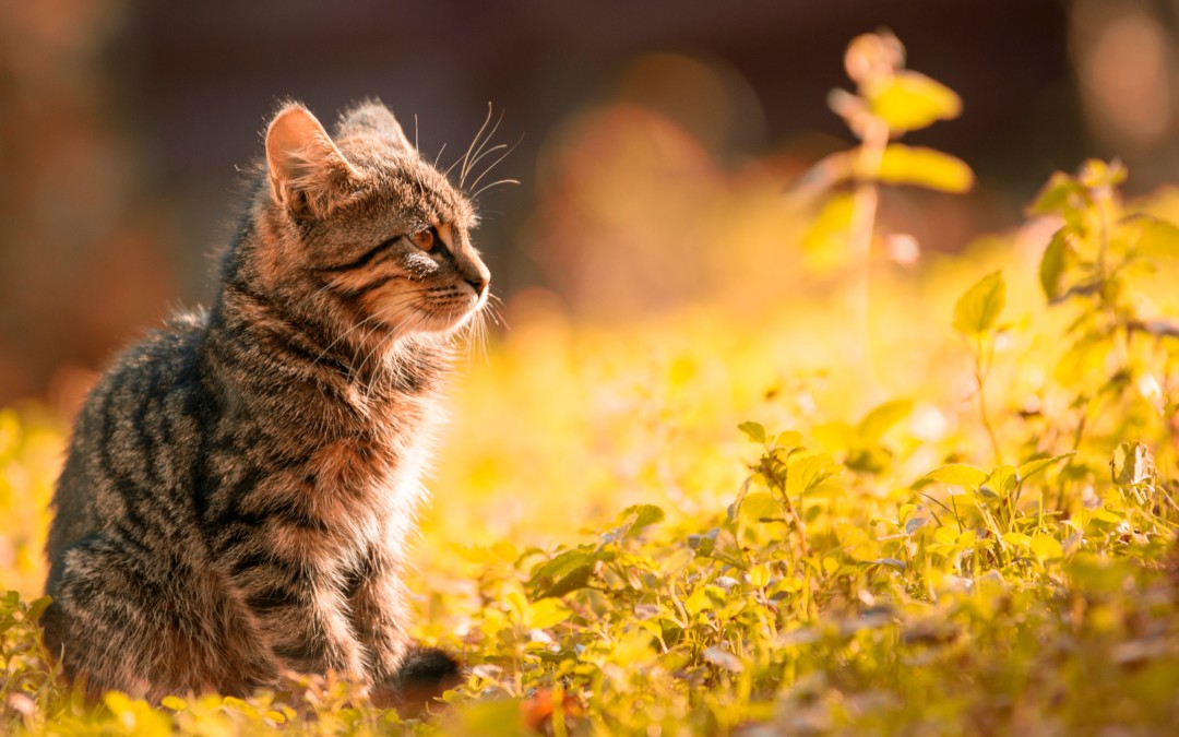 Caring For You Cat This Summer!