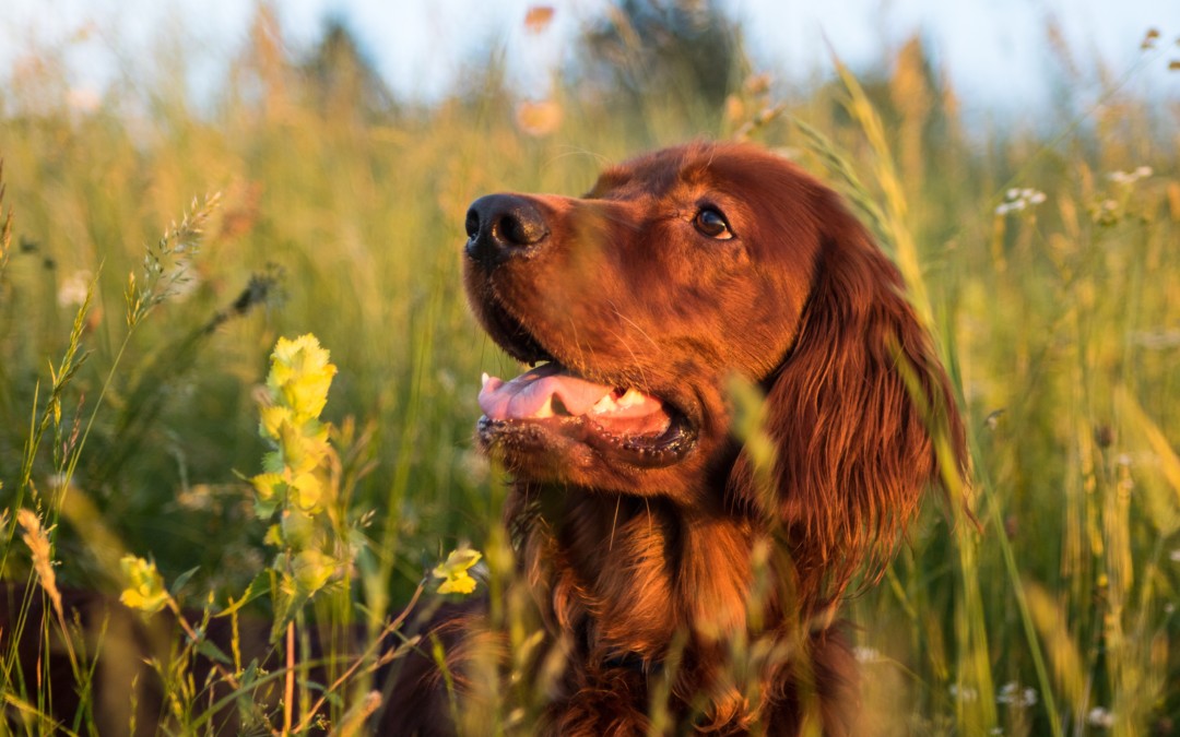Top Tips for Your Dog This Summer