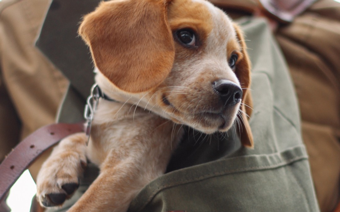 Perfecting Dog Grooming