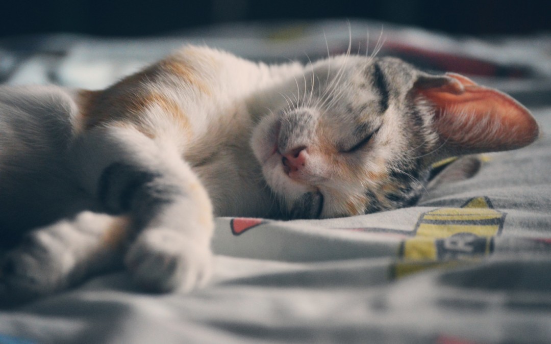 Caring For Your Cat This Winter!