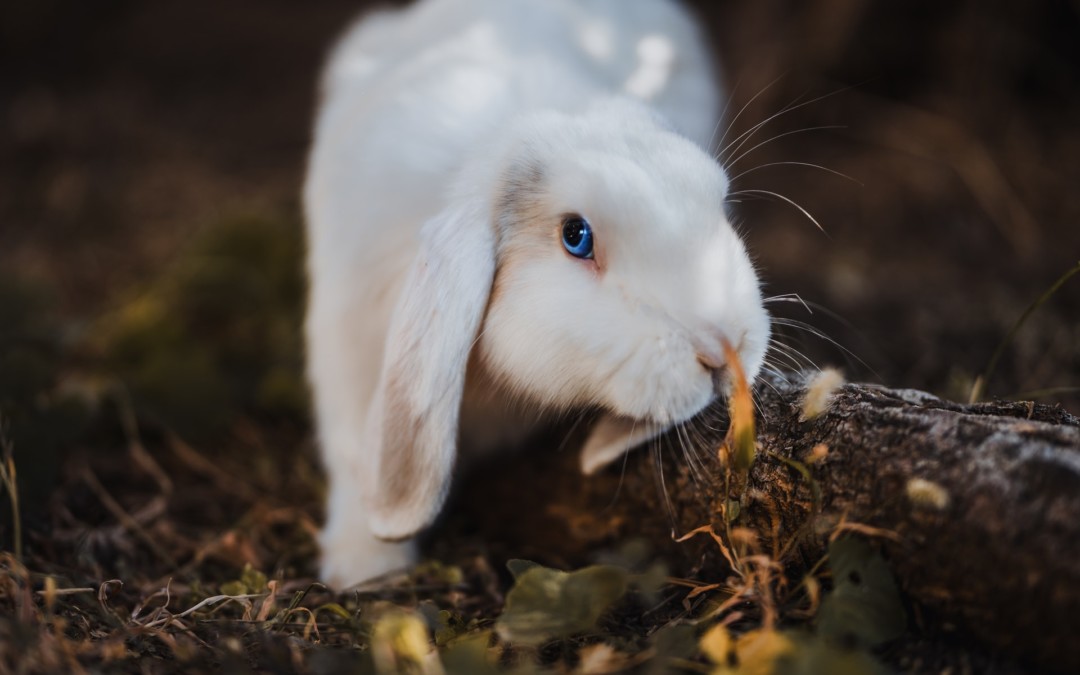 The Best Advice for Keeping Small Pets Warm During Winter