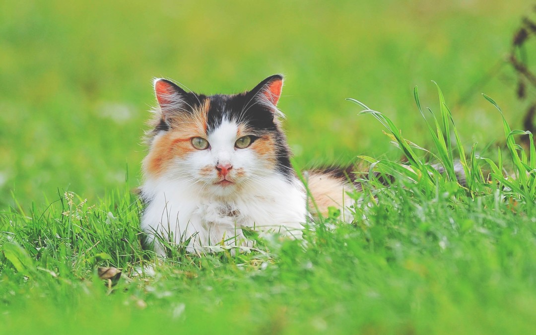 Keeping Your Cat Cool in the Summer