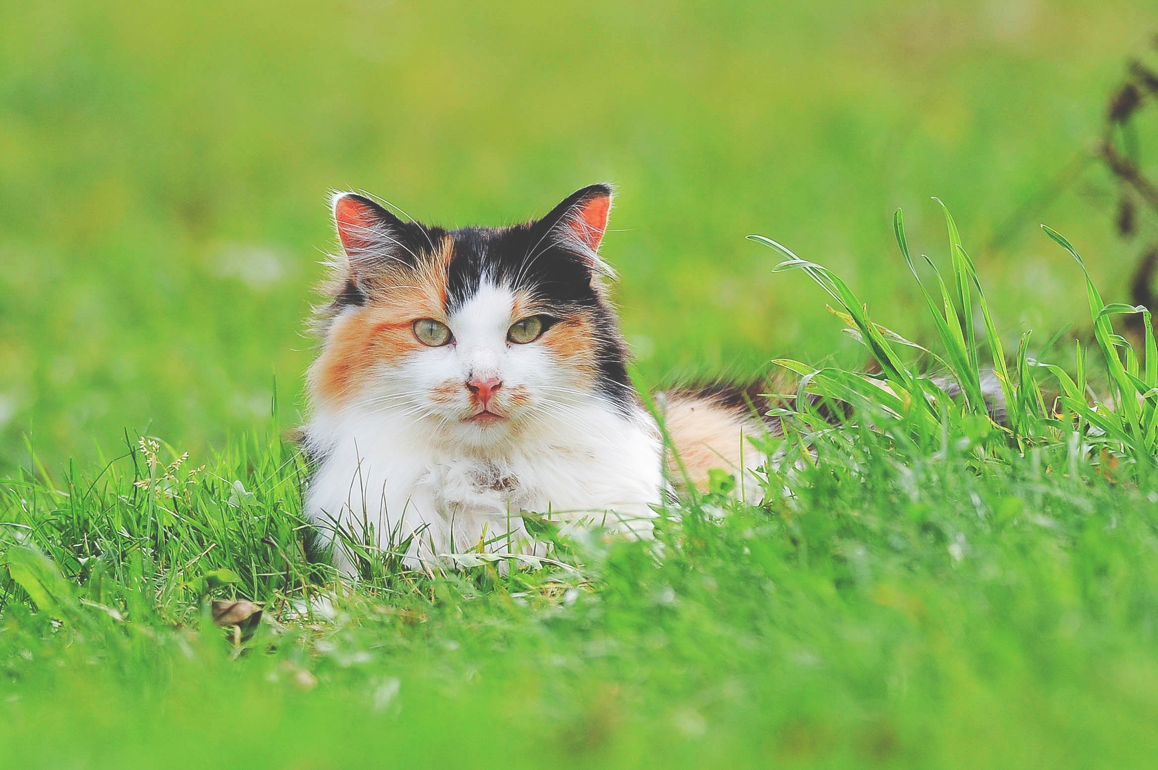 Keeping Your Cat Cool in the Summer