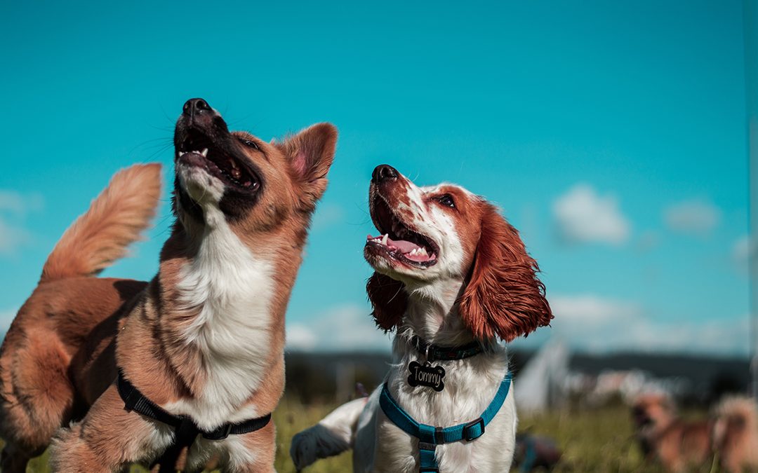 What is Doggy Day Care, and How Can it Benefit your Dog?