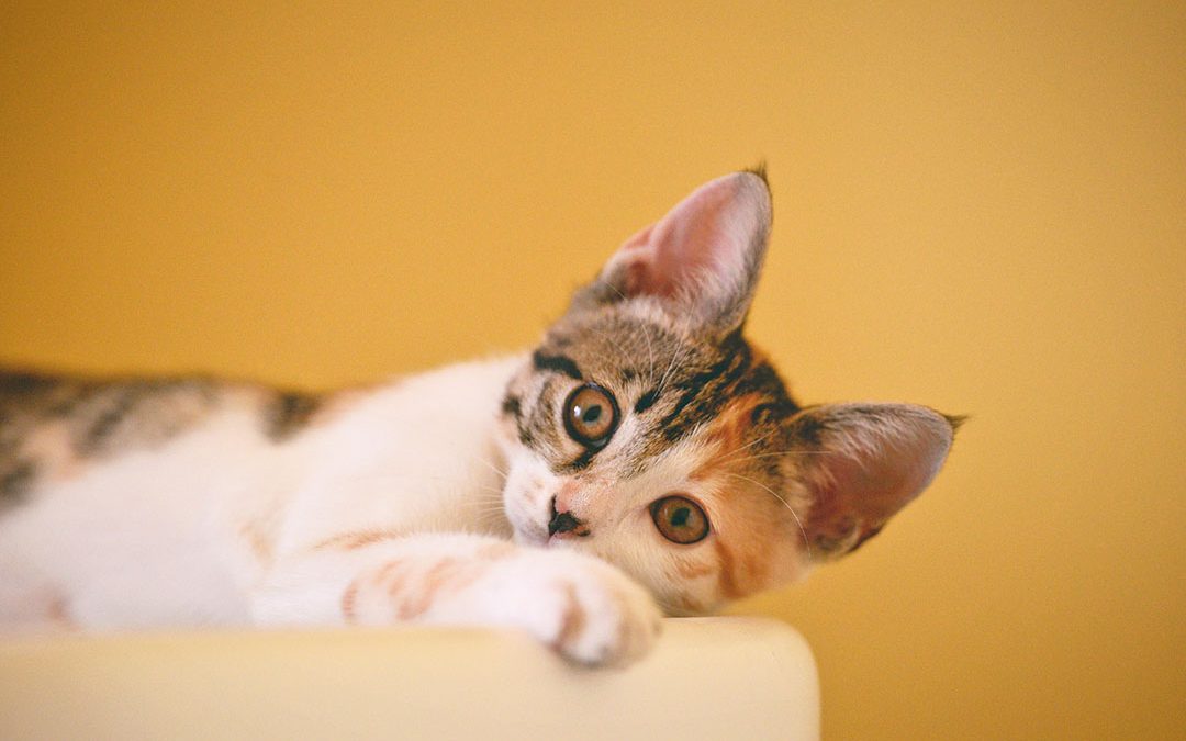 Explaining Cat Body Language