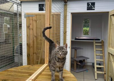 catio 1