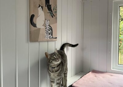 catio 3